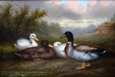 Arthur Jackson (British 19th Century)/Ducks/a