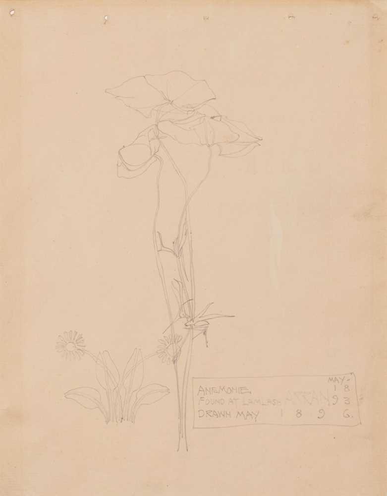 CHARLES RENNIE MACKINTOSH 1868 1928 ANEMONIE  36dcd9