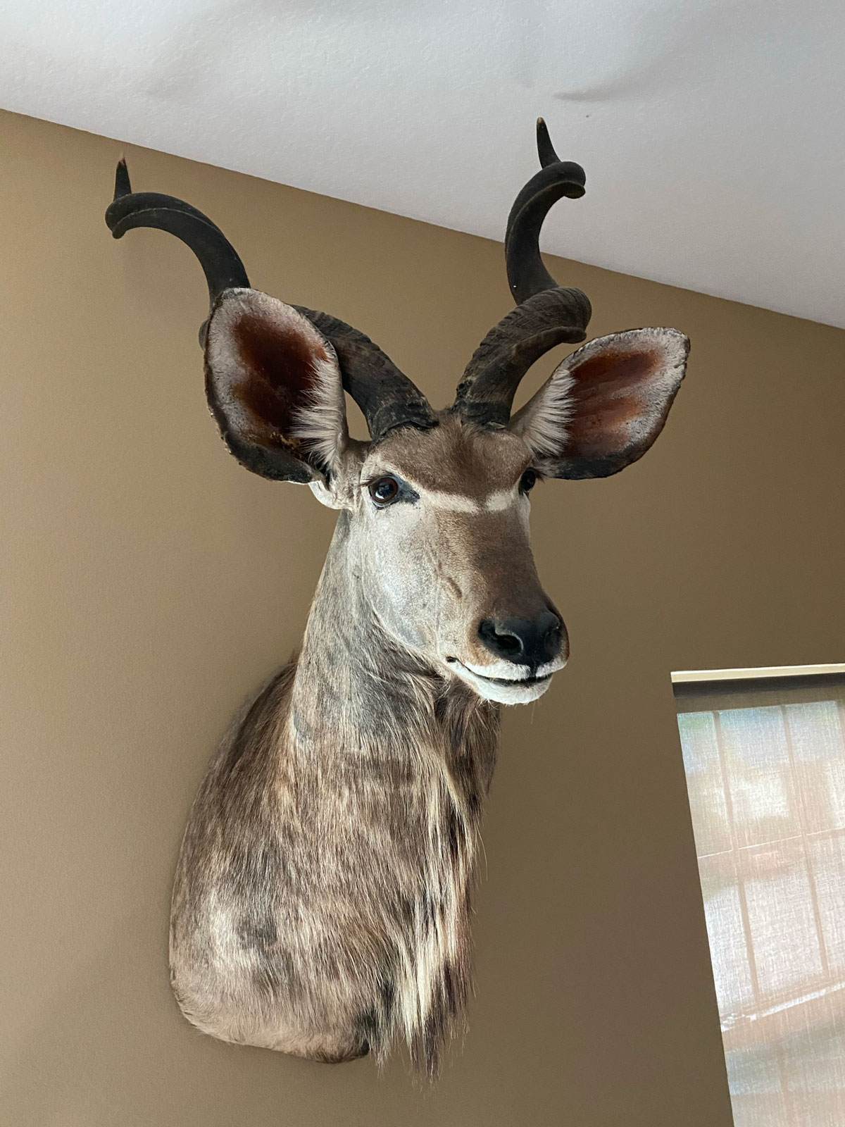 AFRICAN KUDU MOUNT Approx 54  36cb98