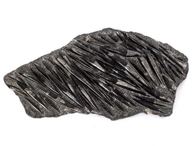 A belemnite fossil, of irregular