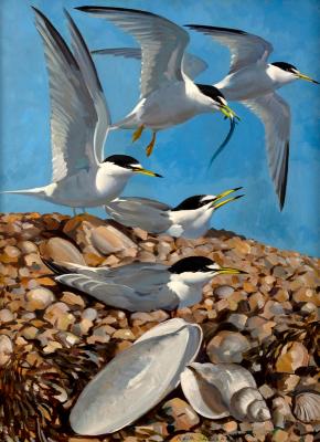 Keith Shackleton (1923-2015)/Terns