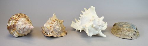4 SHELLSAbalone and 3 Conch shells.