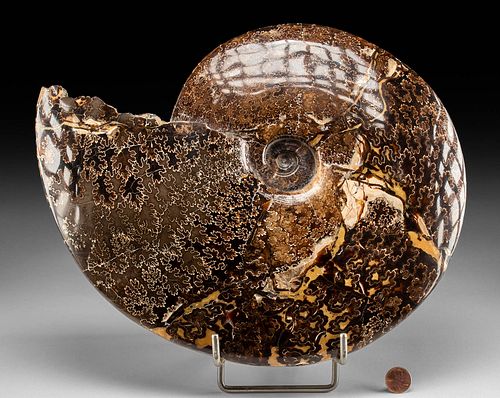 12" FOSSILIZED AMMONITE POLISHED