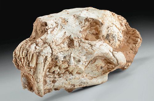 FOSSILIZED SABER CAT SKULL - AMPHIMACHAIRODUS