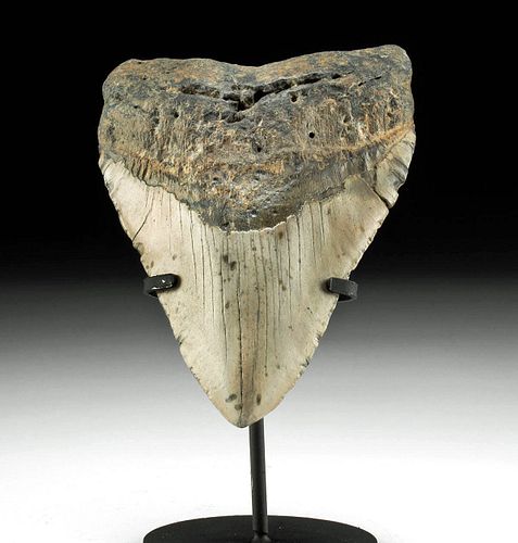 MASSIVE FOSSILIZED MEGALODON TOOTH