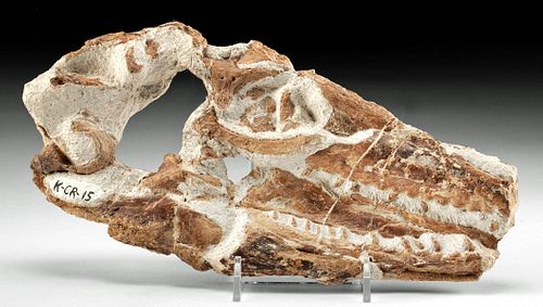 FOSSILIZED MOSASAUR SKULL RARE 370f23