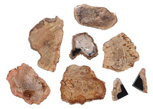 GROUP OF SEVEN PETRIFIED WOOD TABLE