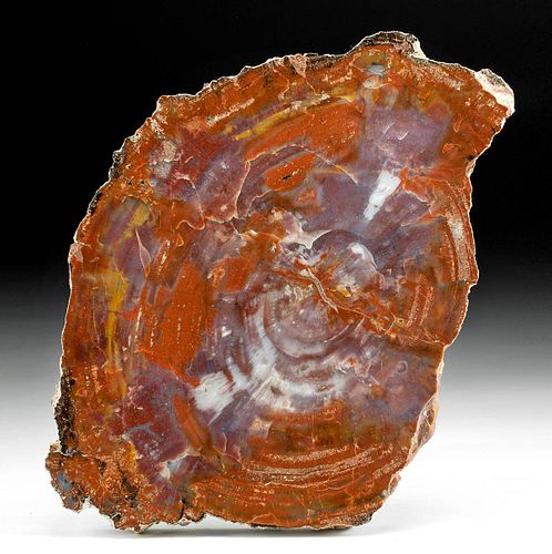 VIBRANT TRIASSIC ARIZONAN PETRIFIED