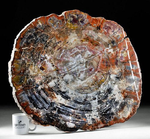 MASSIVE TRIASSIC ARIZONA PETRIFIED 371108