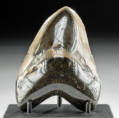 FOSSILIZED MEGALODON TOOTH W LUSTROUS 371181