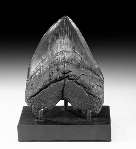 5+ INCH FOSSILIZED BLACK MEGALODON