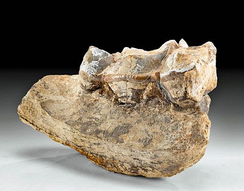 FOSSILIZED NORTH AMERICAN MASTODON 3712e1