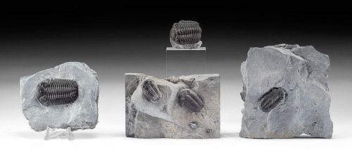 4 NORTH AMERICAN FOSSILIZED TRILOBITES 37147d