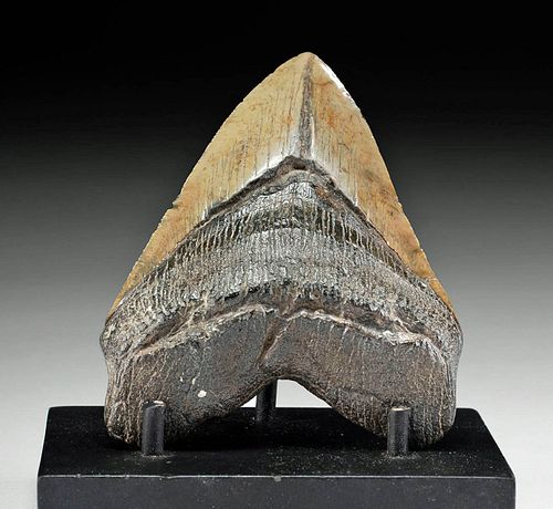 FOSSILIZED MEGALODON TOOTH HEFTY