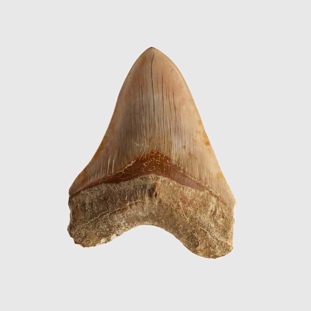 LARGE MEGALODON TOOTH WEST JAVA  36f0d2