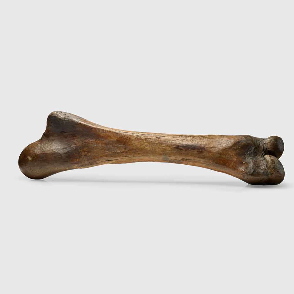 Y WOOLLY MAMMOTH FEMUR NORTH SEA  36f103