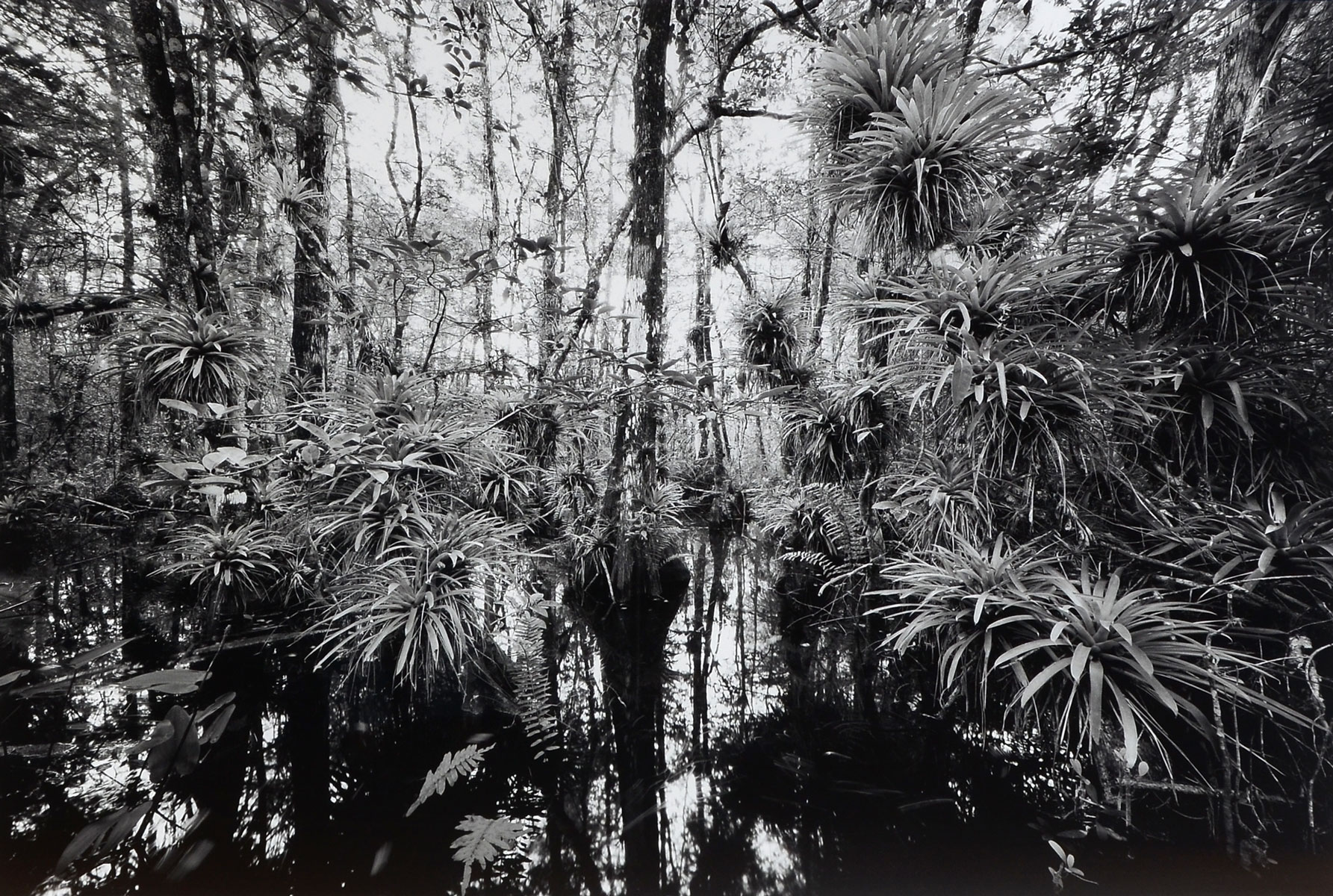 LARGE CLYDE BUTCHER FAKAHATCHEE