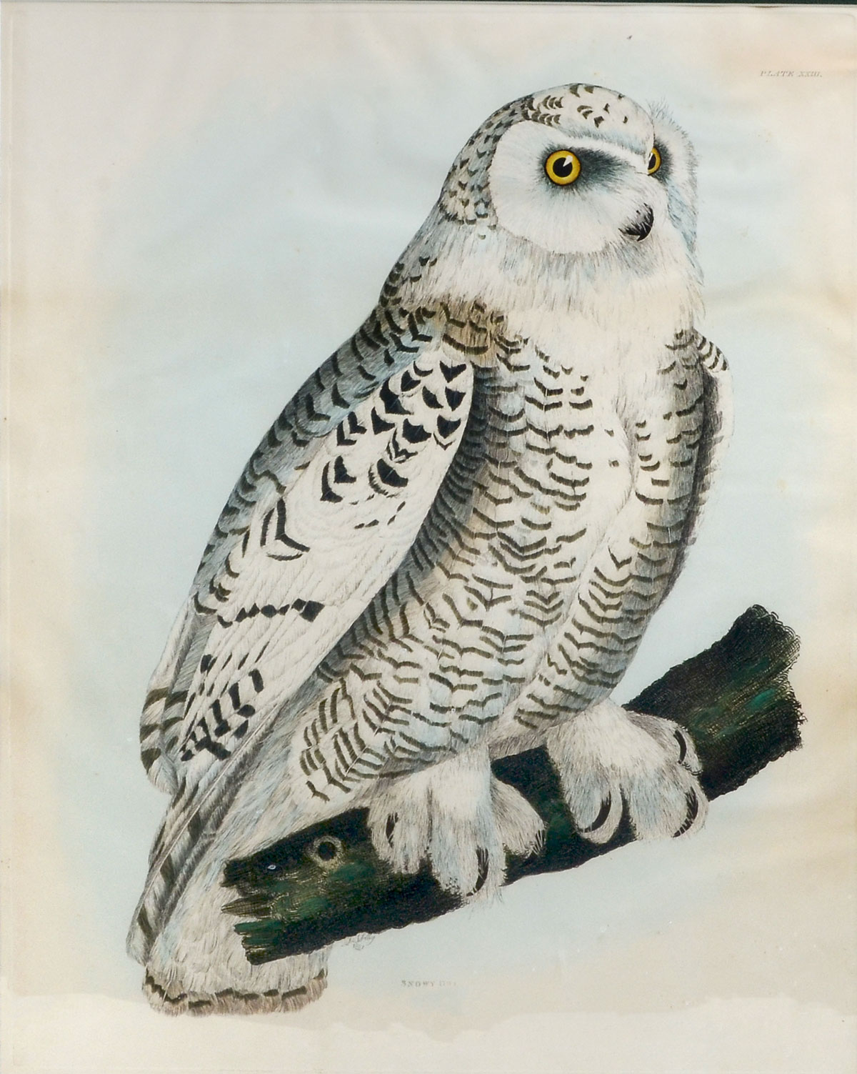 SNOWY OWL ENGRAVING BY SELBY: sight