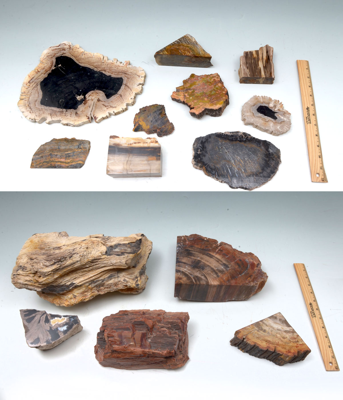 15 PC. PETRIFIED ROCK COLLECTION: