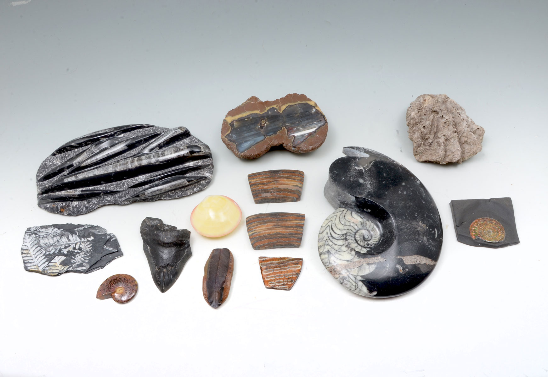13 PIECE FOSSIL COLLECTION: Comprising