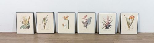 SET OF 6 PJ REDOUTE BOTANICAL PRINTSPierre Joseph 36fbd7