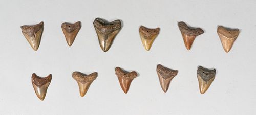 GROUPING OF 11 MEGALODON TEETHGrouping 36fbd9