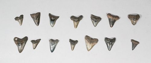 GROUPING OF 14 MEGALODON TEETHGrouping