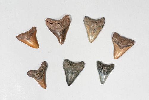 GROUPING OF 7 MEGALODON TEETHGrouping 36fbe0