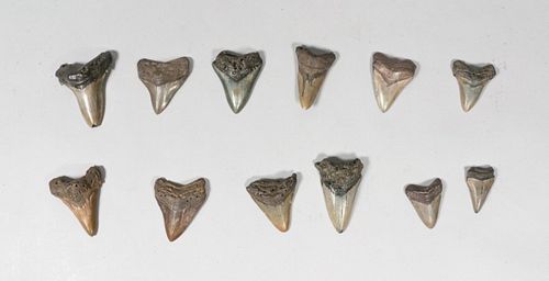 GROUPING OF 12 MEGALODON TEETHGrouping 36fbdc