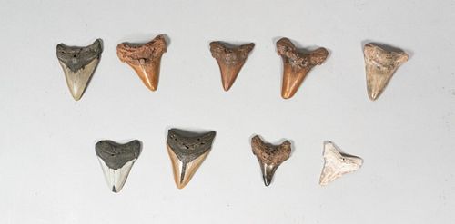 GROUPING OF 9 MEGALODON TEETHGrouping 36fbdf