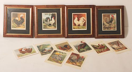 11 CASSELL'S POULTRY CHROMOLITHOGRAPHS