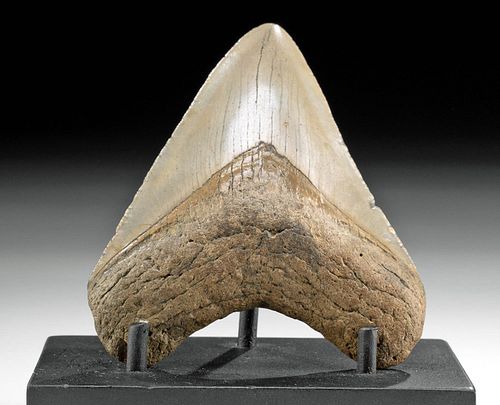 PRETTY FOSSILIZED MEGALODON TOOTH