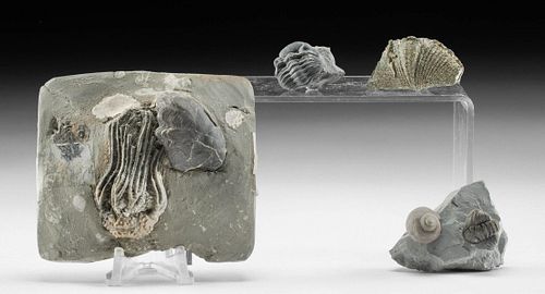 4 SEA LIFE FOSSILS: CRINOID, TRILOBITES,