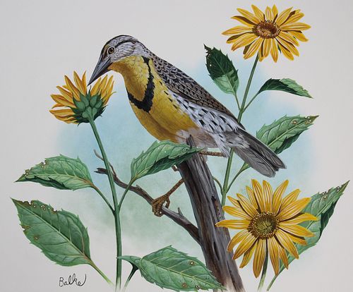 DON BALKE B 1933 WESTERN MEADOWLARK Don 371ab0