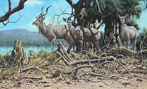 GARETH HOOK GREATER KUDU ORIGINAL 371c86