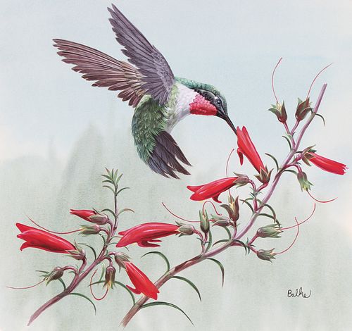 DON BALKE (B. 1933) "THROATED HUMMINGBIRD"Don