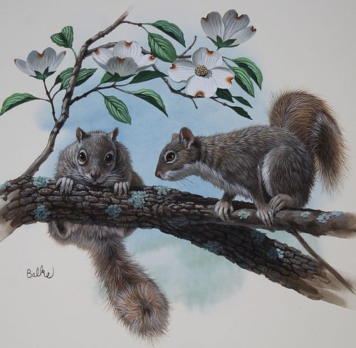 DON BALKE B 1933 GRAY SQUIRREL Don 371d8e