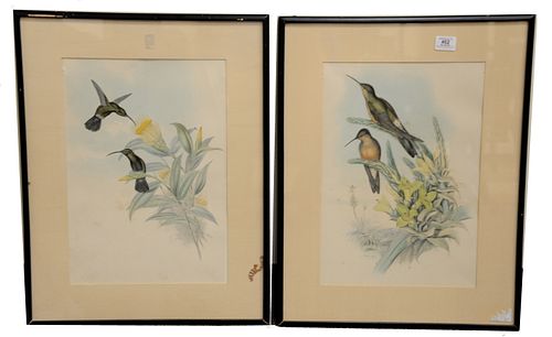 A PAIR OF JOHN GOULD 1804 1881 374fb3