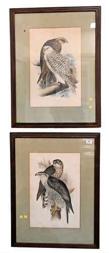 A PAIR OF JOHN GOULD COLORED LITHOGRAPHSA 375566