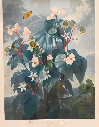 "THE OBLIQUE-LEAVED BEGONIA" FROM