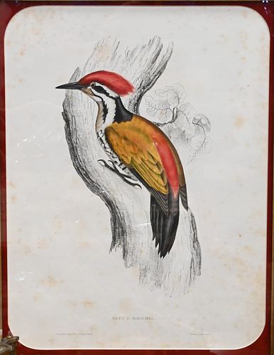 JOHN GOULD (ENGLISH 1804-1881)John Gould