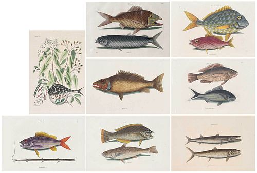 EIGHT MARK CATESBY FISH ENGRAVINGS(British,