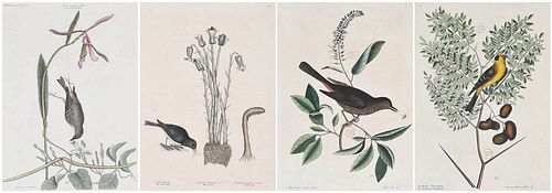 FOUR MARK CATESBY SONGBIRD ENGRAVINGS(British,