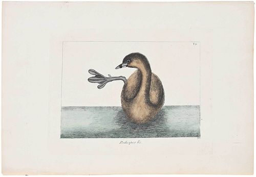 MARK CATESBY ENGRAVING(British,