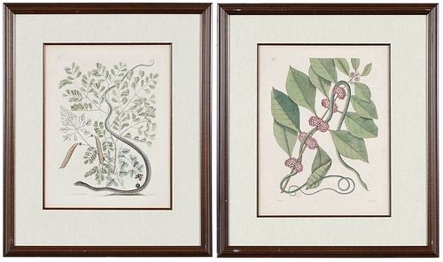TWO MARK CATESBY SNAKE PRINTS British  377532