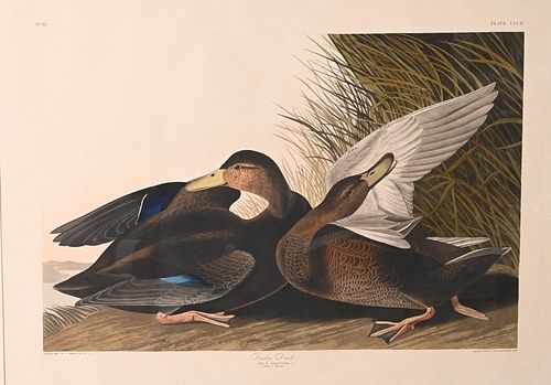 JOHN JAMES AUDUBON (1785 - 1851),