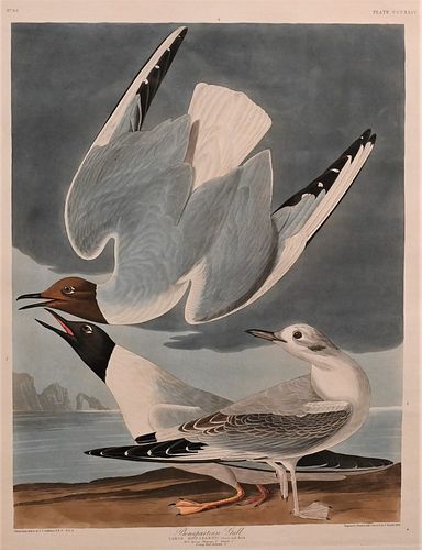 JOHN JAMES AUDUBON 1785 1851  377dca