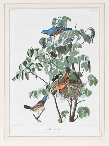 JOHN JAMES AUDUBON New York 1785 1851 Blue 3786b4