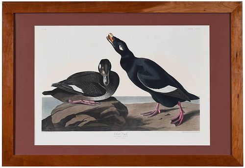 JOHN JAMES AUDUBON New York 1785 1851 Velvet 3786b2