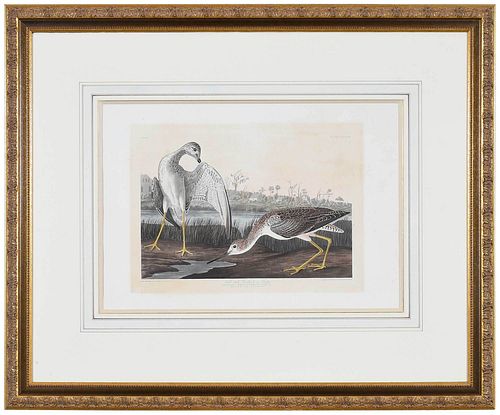 JOHN JAMES AUDUBON New York 1785 1851 Godwit 3786c0